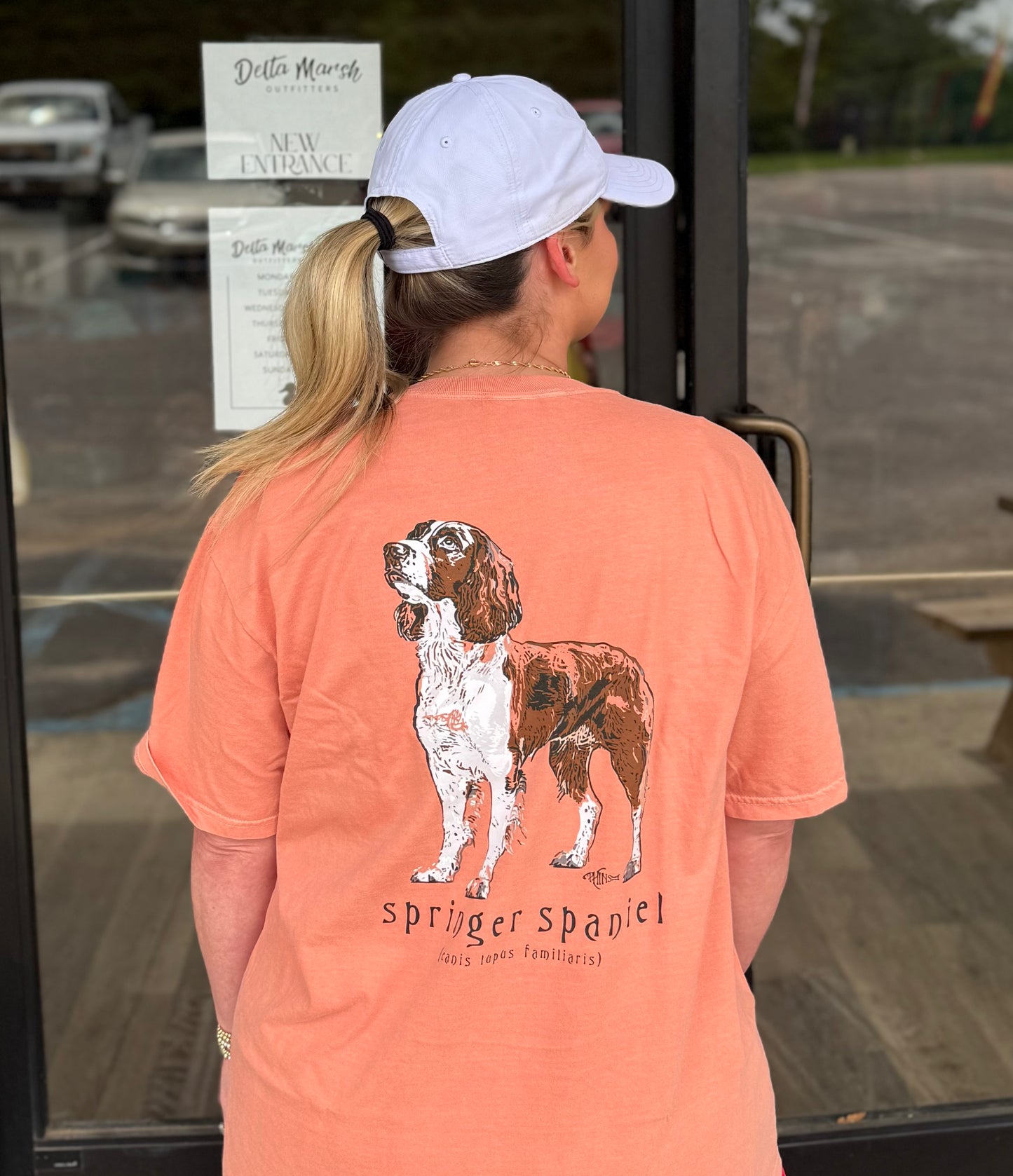 PHINS - Adult - Springer Spaniel